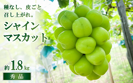 1312 令和4年9月中旬 発送 シャインマスカット ２房 約1 8 井上果樹園 山形県南陽市 ふるさと納税 ふるさとチョイス