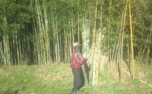 竹の生長が止まる秋冬に伐採し、油抜きして乾燥させていた淡竹（はちく）を使用しています。