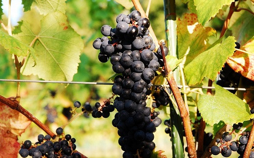 葡萄栽培地は京丹波町、葡萄の平均樹齢は20年です。