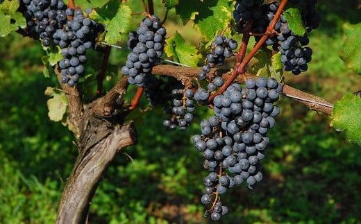 京丹後で栽培されたサペラヴィ種を原料に仕上げた赤のスパークリングワインです。