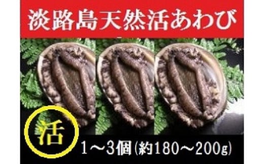 Au 極上淡路島産天然活きあわび 海水パックでお届け 漁港直送だから新鮮そのもの 1 3個 兵庫県洲本市 ふるさと納税 ふるさとチョイス