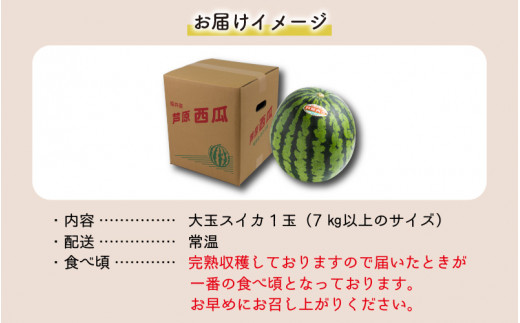 あわら 澤田農園 の大玉スイカ 7kg以上 1玉入 先行予約 福井県あわら市 ふるさと納税 ふるさとチョイス