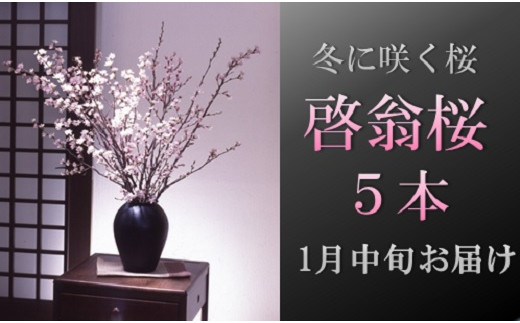 食の都庄内　【1月中旬お届け】啓翁桜（5本束） 2013984 - 山形県三川町