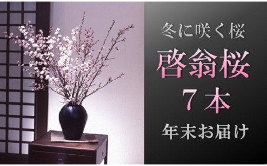 食の都庄内　【年末お届け】啓翁桜（7本束） 2014882 - 山形県三川町