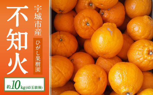 不知火 約10kg（40玉前後）ひがし果樹園 柑橘 果物