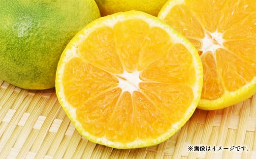尾崎早生 8kg（60個前後）温州みかん ひでみかん 柑橘 果物