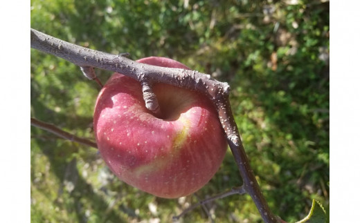 枝スレなど傷のあるりんごですが、味は変わりません