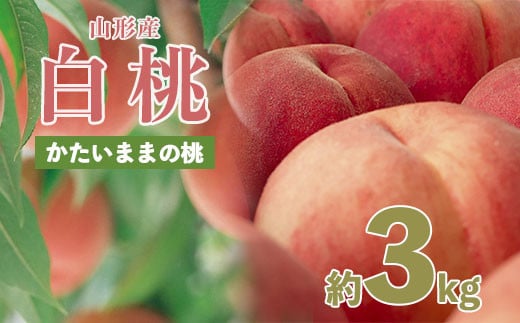 山形の産直所で人気！硬くてカリカリの桃 3kg(5～12玉) 【令和6年産