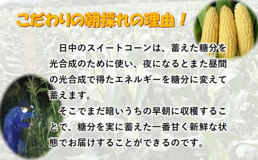 緒方さんちの朝どれスイートコーン『イエロー』7㎏【先行予約 2024年