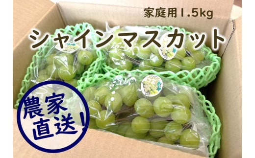 KG16-24A シャインマスカット 家庭用  約1.5kg // 長野県 南信州 松川町 葡萄 ぶどう ブドウ 産地直送 農家直送 シャインマスカット マスカット 種なし 皮ごと  果物 フルーツ 訳あり 家庭用