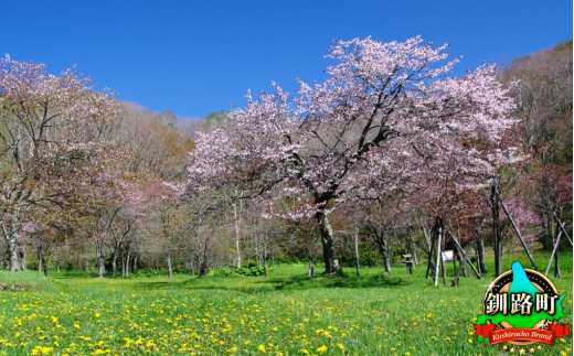 北海道釧路町の桜の木(1本)のオーナー権及びオーナー証