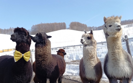 アルパカのエサ - 北海道剣淵町｜ふるさとチョイス - ふるさと納税