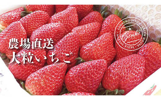 いちご 900g 1箱 大粒 苺 果物 フルーツ 新鮮 朝どれ かおり野 紅ほっぺ よつぼし 恋みのり 品種お任せ 贈答 ギフト お取り寄せ 家庭用  子供 羽生 埼玉