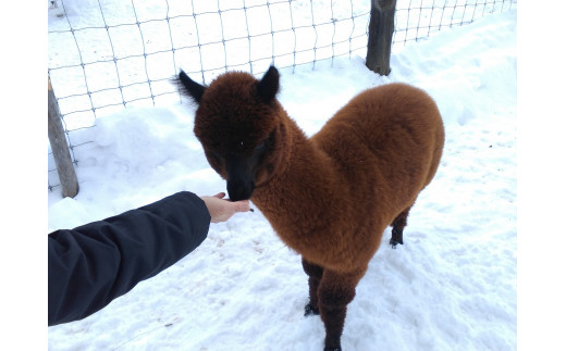 アルパカのエサ - 北海道剣淵町｜ふるさとチョイス - ふるさと納税サイト