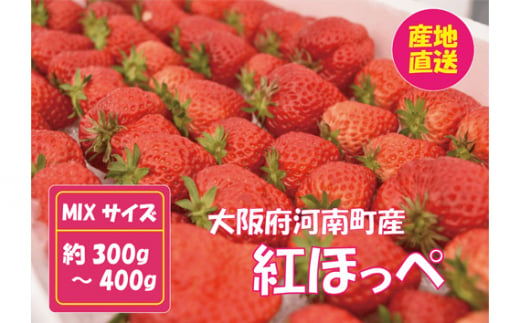 No.256 【紅ほっぺ】MIX（サイズいろいろ）300-400g程度 ／ 苺 イチゴ フルーツ 大阪府