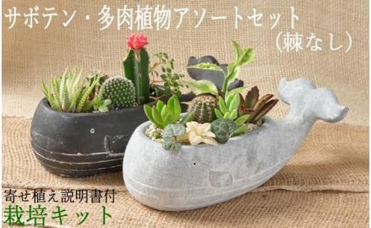 Sh004 サボテン多肉植物の小苗アソートセットｗーｓ 棘なし 寄せ植え説明書付 高知県室戸市 ふるさと納税 ふるさとチョイス