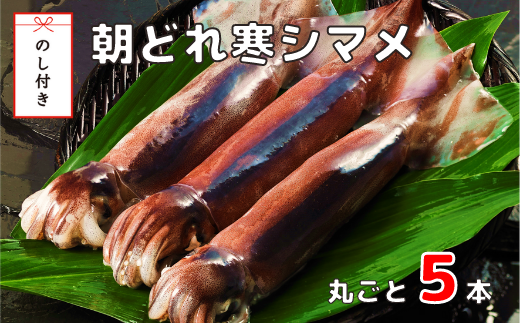 のし付き お歳暮に 朝どれ寒シマメ スルメイカ 丸ごと5本 冷凍 刺身 便利な個包装 島根県海士町 ふるさと納税 ふるさとチョイス