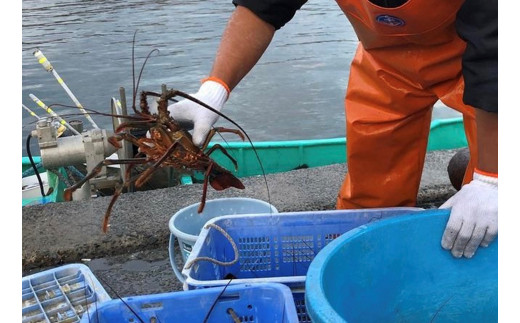 千葉県館山産 天然”活”伊勢海老 1kg（6尾～8尾） - 千葉県館山市