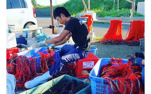 千葉県館山産 天然”活”伊勢海老 1kg（6尾～8尾） - 千葉県館山市