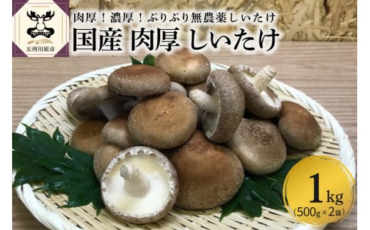 [11月より発送開始]国産 肉厚 しいたけ 1kg(500g×2袋) 無農薬 青森 新規就農者応援 [ きのこ 肉 厚 ]