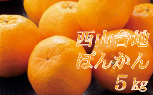 ポンカン５ｋｇ 西山台地産 高知県室戸市 ふるさと納税 ふるさとチョイス