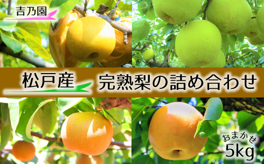 【吉乃園】松戸の完熟梨 品種おまかせ 5kg