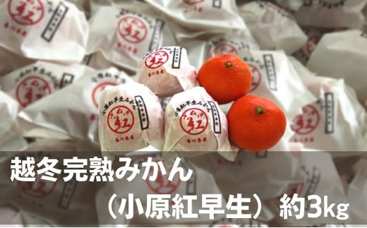 越冬完熟みかん（小原紅早生）約3kg 果物類 柑橘類 フルーツ ミカン 早生みかん  553046 - 香川県観音寺市