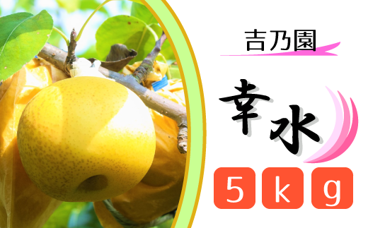 CD014 【吉乃園】松戸の完熟梨「幸水」5kg 332952 - 千葉県松戸市