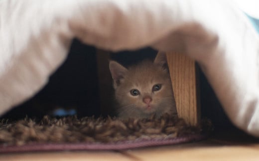 受注生産 天然オイル仕上 栗の木 ねこたつ ネイビー ペット用 こたつ 福岡県柳川市 ふるさと納税 ふるさとチョイス