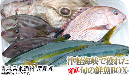 【A-02-01】尻屋産旬の鮮魚BOX 686520 - 青森県東通村