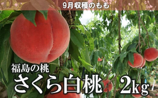 No.1517【先行予約】果樹園きつない　福島のもも「さくら白桃」2kg【2023年発送】