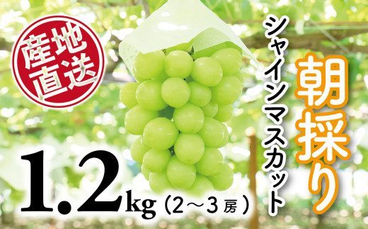 産地直送厳選シャインマスカット1.2kg（2～3房） - 山梨県大月市