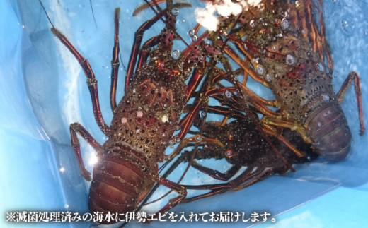 活きとっと 天然 伊勢海老 約1kg (1〜7尾) 刺身 エビ えび 五島市/五島