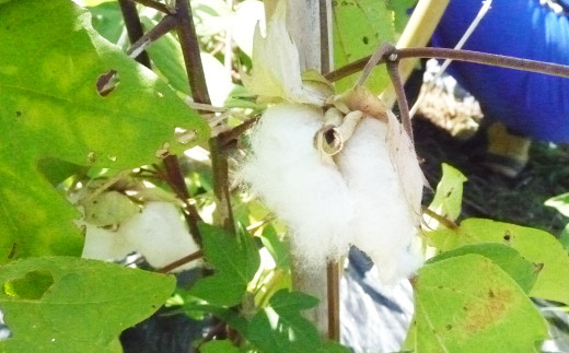 綿の収穫もみんなでワイワイと楽しみながら行います。