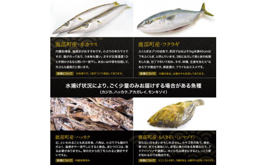 定期便 冷凍鮮魚セット4 4 5kgが毎月届く 12ヶ月お届けコース 漁師応援プロジェクト 北海道鹿部町 ふるさと納税 ふるさとチョイス