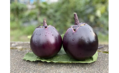 【虹色Farm】京ブランド野菜・賀茂茄子(かもなす) 6個 約1.5kg