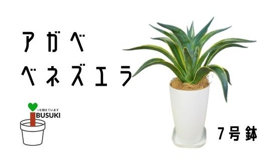 観葉植物 アガベベネズエラ7号 弓指園芸 鹿児島県指宿市 ふるさと納税 ふるさとチョイス