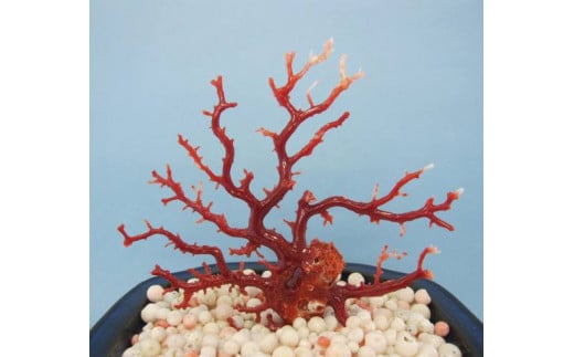 珊瑚職人館の珊瑚の原木・拝見・置物（g29） 785825 - 高知県宿毛市