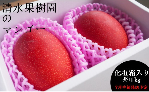 【先行予約】【2023年発送】清水果樹園のマンゴー1kg（化粧箱入り）