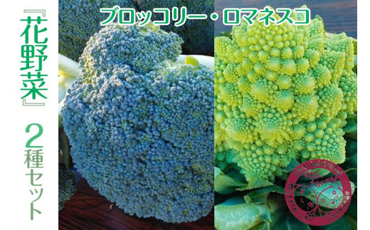 『花野菜』２種セット（ブロッコリー・ロマネスコ） 454413 - 栃木県上三川町