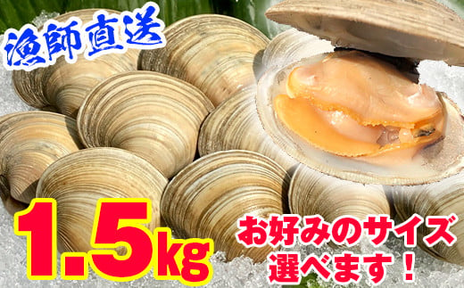 漁師直送！活ホンビノス貝1.5kg（Lサイズ） 1269599 - 千葉県富津市