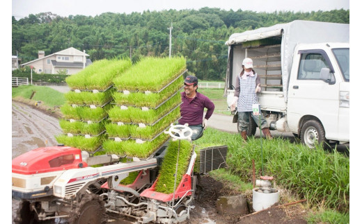 緊急特価 ぴかまる 精米20Kg 菊池米 - 食品