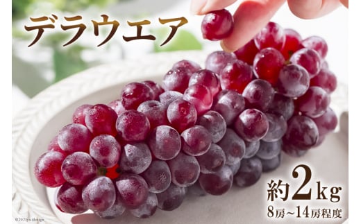 デラウエア 約2kg(8房～14房程度) フルーツ 果物 ぶどう ブドウ 葡萄 / はくい農業協同組合 / 石川県 宝達志水町