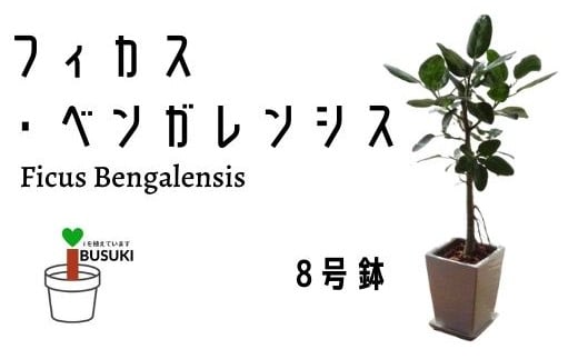 観葉植物 フィカス ベンガレンシス8号陶器ホワイト鉢 トロピカルフルーツ プランツ 鹿児島県指宿市 ふるさと納税 ふるさとチョイス