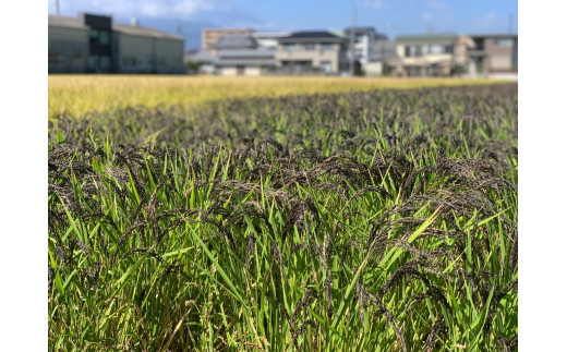 収穫前の緑米は紫の穂を垂らします。