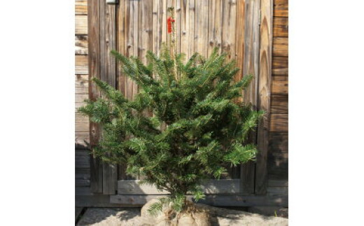 クリスマスツリーの代表的な樹木『もみの木』モミノキ/ウラジロモミ 樹高1.0m前後 露地苗 シンボルツリー 常緑樹