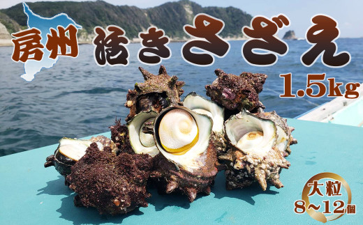 獲れたて直送の海の幸】房州 活きサザエ １.５kg！ [0010-0138] - 千葉