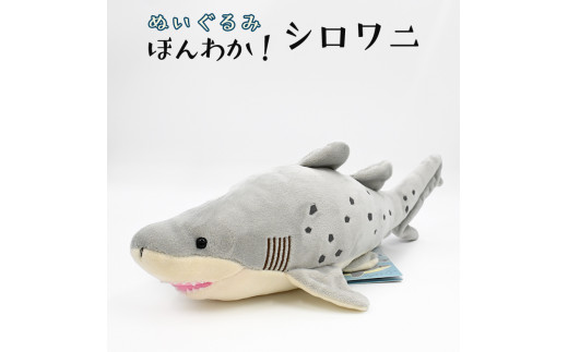 ぬいぐるみ シロワニ アクアワールド 大洗 オリジナル サメ グッズ 茨城 水族館 さめ 鮫 限定 茨城県大洗町 ふるさとチョイス ふるさと納税サイト