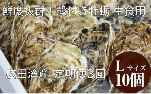【定期便3回】広田地区殻付牡蠣生産組合からお届け!殻付かき(生食用/Lサイズ10個)
