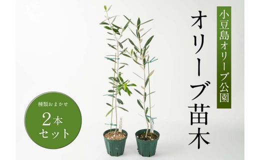 オリーブの苗木２本セット 香川県小豆島町 ふるさと納税 ふるさとチョイス